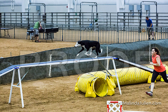 Agility STD Sun 24 Border Collie Sally-JJJ_8225-HR3