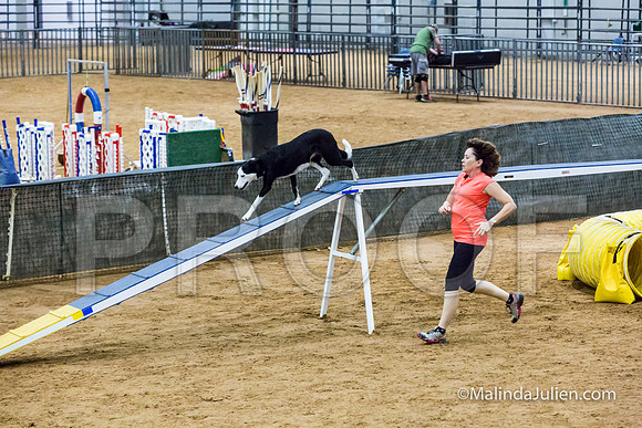 Agility STD Sun 24 Border Collie Sally-JJJ_8226-HR3