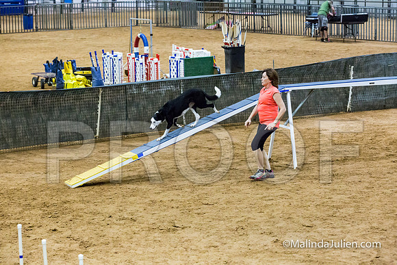 Agility STD Sun 24 Border Collie Sally-JJJ_8227-HR3
