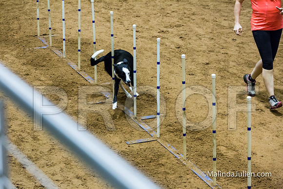 Agility STD Sun 24 Border Collie Sally-JJJ_8230-HR3