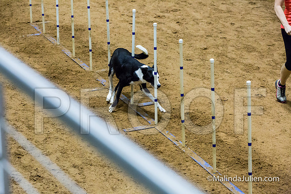 Agility STD Sun 24 Border Collie Sally-JJJ_8231-HR3