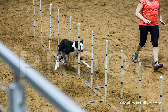 Agility STD Sun 24 Border Collie Sally-JJJ_8229-HR3