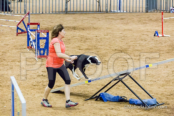 Agility STD Sun 24 Border Collie Sally-JJJ_8236-HR3