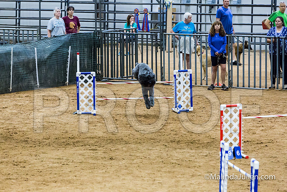 Agility STD Sun 24 Bouvier Texsi-JJJ_8313-HR3