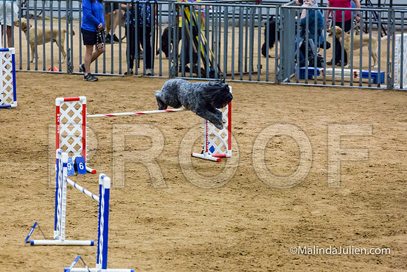 Agility STD Sun 24 Bouvier Texsi-JJJ_8315-HR3