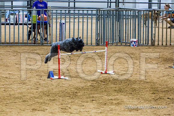 Agility STD Sun 24 Bouvier Texsi-JJJ_8317-HR3