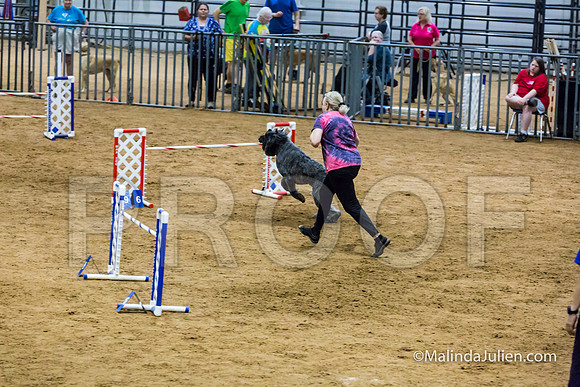 Agility STD Sun 24 Bouvier Texsi-JJJ_8321-HR3