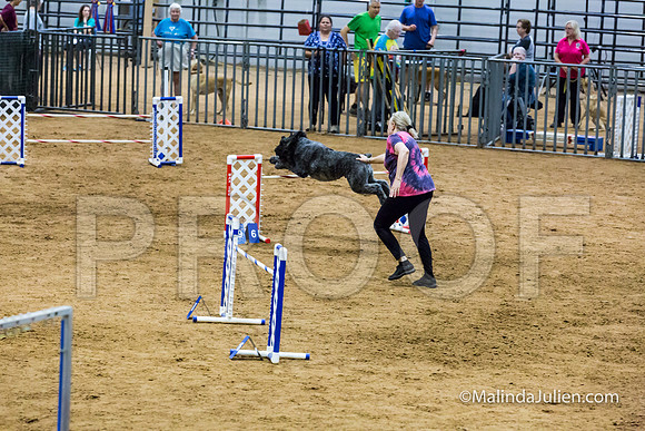 Agility STD Sun 24 Bouvier Texsi-JJJ_8322-HR3