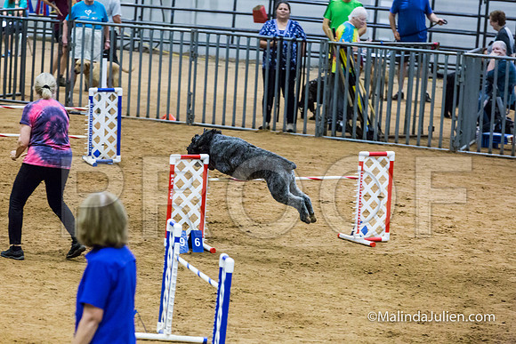 Agility STD Sun 24 Bouvier Texsi-JJJ_8326-HR3