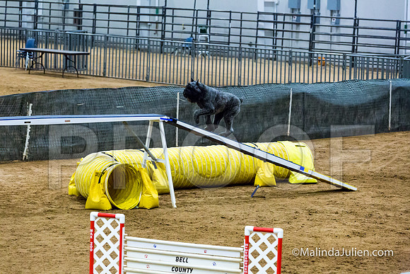 Agility STD Sun 24 Bouvier Texsi-JJJ_8328-HR3