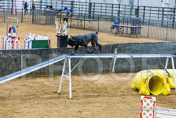 Agility STD Sun 24 Bouvier Texsi-JJJ_8329-HR3