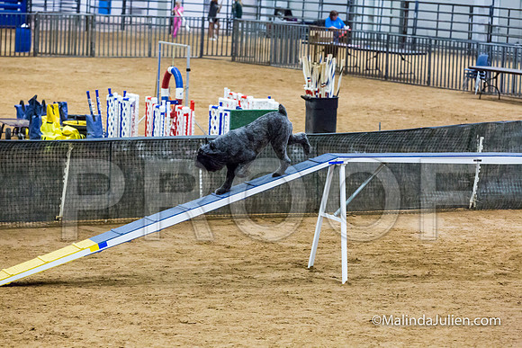 Agility STD Sun 24 Bouvier Texsi-JJJ_8330-HR3