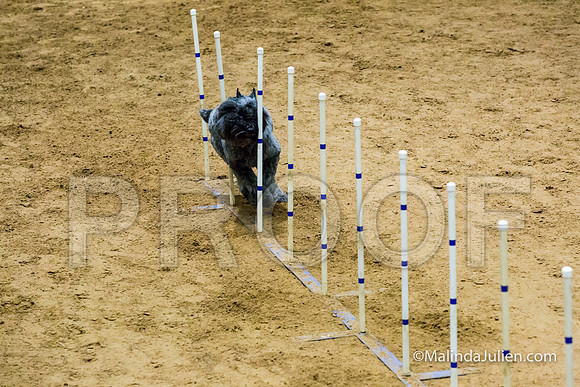Agility STD Sun 24 Bouvier Texsi-JJJ_8332-HR3