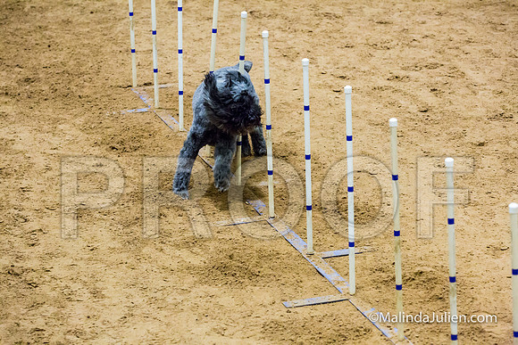 Agility STD Sun 24 Bouvier Texsi-JJJ_8335-HR3