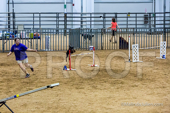 Agility STD Sun 24 Doberman Pinscher Cali-JJJ_8246-HR3