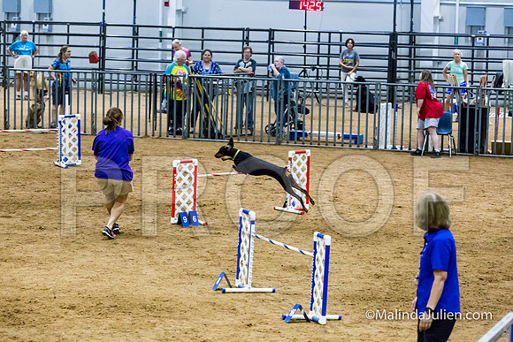 Agility STD Sun 24 Doberman Pinscher Cali-JJJ_8252-HR3
