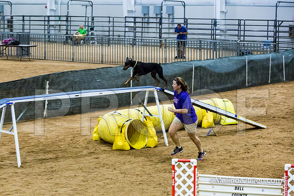 Agility STD Sun 24 Doberman Pinscher Cali-JJJ_8254-HR3