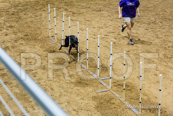 Agility STD Sun 24 Doberman Pinscher Cali-JJJ_8257-HR3