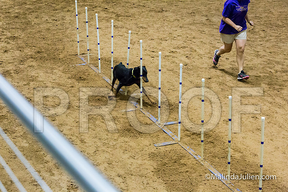 Agility STD Sun 24 Doberman Pinscher Cali-JJJ_8258-HR3