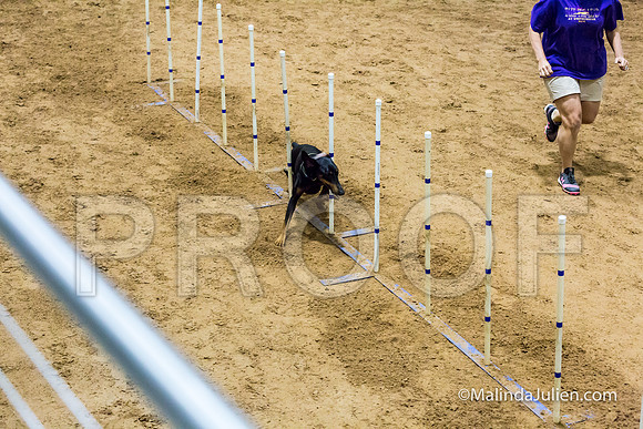 Agility STD Sun 24 Doberman Pinscher Cali-JJJ_8259-HR3