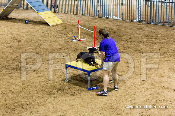 Agility STD Sun 24 Doberman Pinscher Cali-JJJ_8261-HR3