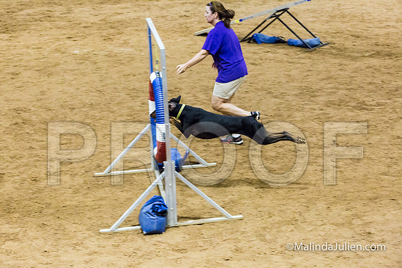 Agility STD Sun 24 Doberman Pinscher Cali-JJJ_8262-HR3