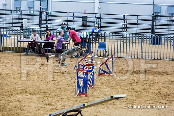 Agility STD Sun 24 German Shepherd Dog Dani-JJJ_8500-HR3