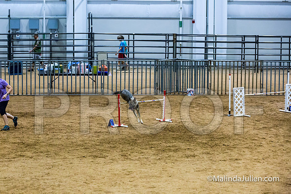 Agility STD Sun 24 German Shepherd Dog Dani-JJJ_8501-HR3