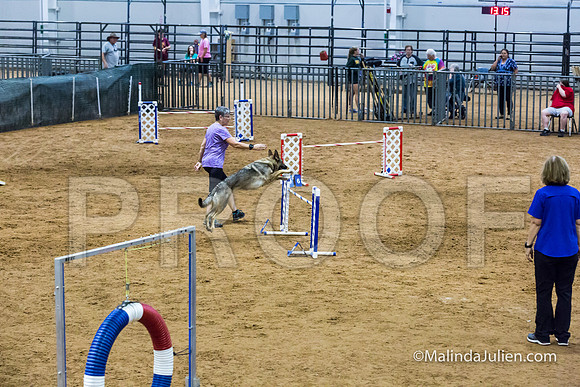 Agility STD Sun 24 German Shepherd Dog Dani-JJJ_8503-HR3