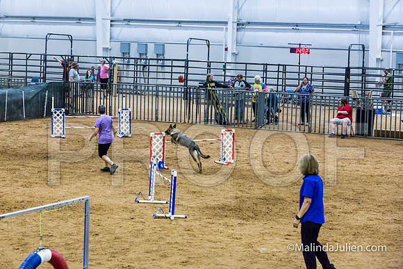 Agility STD Sun 24 German Shepherd Dog Dani-JJJ_8504-HR3