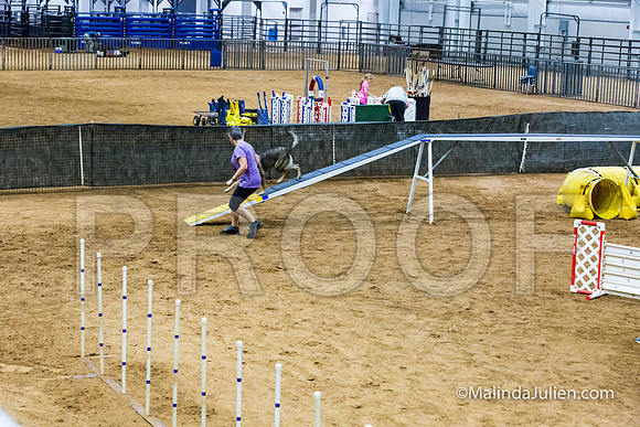 Agility STD Sun 24 German Shepherd Dog Dani-JJJ_8508-HR3