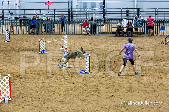 Agility STD Sun 24 German Shepherd Dog Dani-JJJ_8516-HR3
