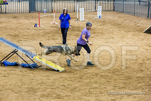 Agility STD Sun 24 German Shepherd Dog Dani-JJJ_8519-HR3