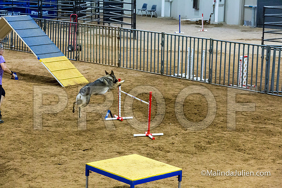Agility STD Sun 24 German Shepherd Dog Dani-JJJ_8520-HR3