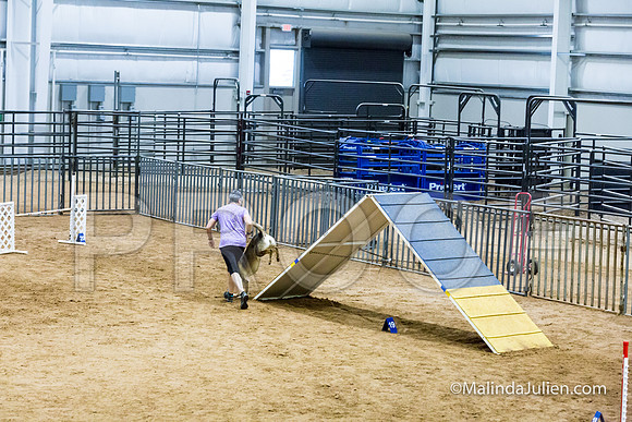 Agility STD Sun 24 German Shepherd Dog Dani-JJJ_8523-HR3