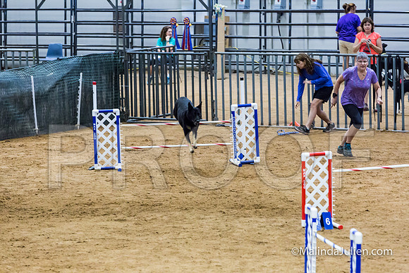 Agility STD Sun 24 German Shepherd Dog Quina-JJJ_8188-HR3