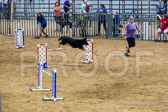 Agility STD Sun 24 German Shepherd Dog Quina-JJJ_8190-HR3