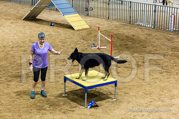 Agility STD Sun 24 German Shepherd Dog Quina-JJJ_8204-HR3