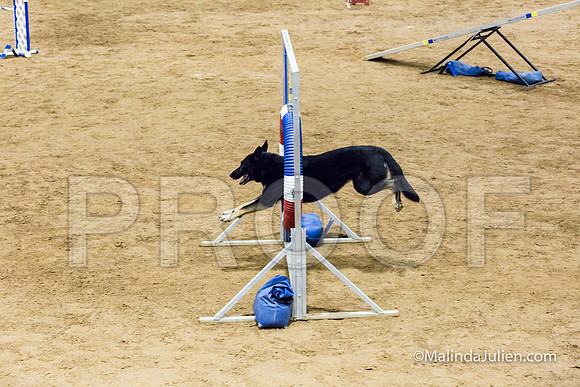 Agility STD Sun 24 German Shepherd Dog Quina-JJJ_8206-HR3