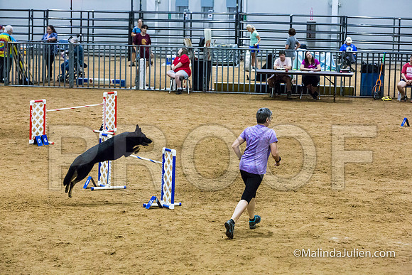 Agility STD Sun 24 German Shepherd Dog Quina-JJJ_8207-HR3