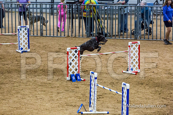 Agility STD Sun 24 German Shorthaired Pointer Jenga 3-JJJ_8473-HR3