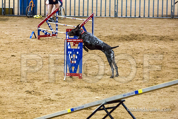 Agility STD Sun 24 German Shorthaired Pointer Jenga 3-JJJ_8476-HR3