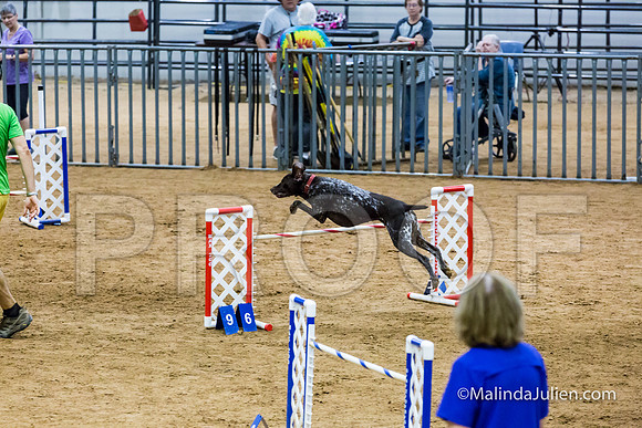 Agility STD Sun 24 German Shorthaired Pointer Jenga 3-JJJ_8479-HR3