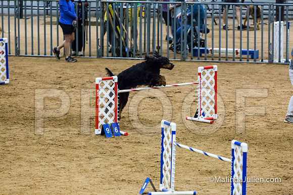 Agility STD Sun 24 Gordon setter Savvy-JJJ_8377-HR3