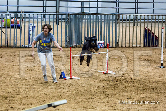Agility STD Sun 24 Gordon setter Savvy-JJJ_8379-HR3