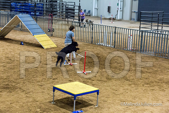 Agility STD Sun 24 Gordon setter Savvy-JJJ_8396-HR3