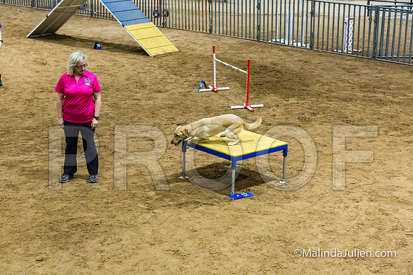 Agility STD Sun 24 Labrador Retreiver 6-JJJ_8417-HR3