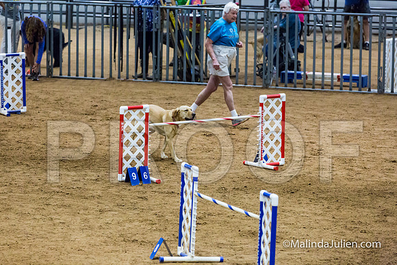 Agility STD Sun 24 Labrador Retriever Capella-JJJ_8350-HR3