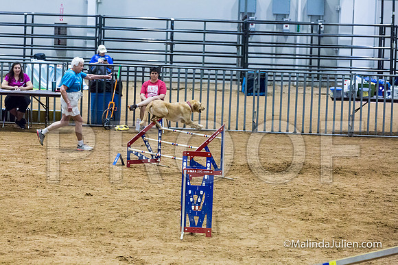 Agility STD Sun 24 Labrador Retriever Capella-JJJ_8353-HR3