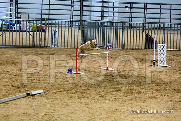Agility STD Sun 24 Labrador Retriever Capella-JJJ_8354-HR3